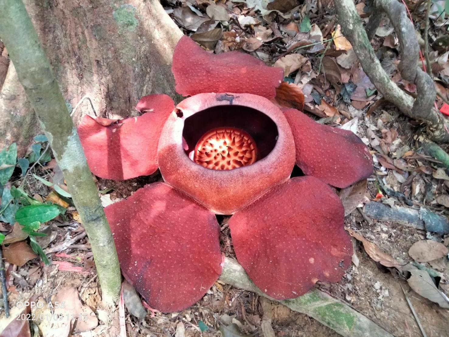 Khaosok Rainforest Курортный комплекс